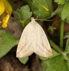 Amolita obliqua