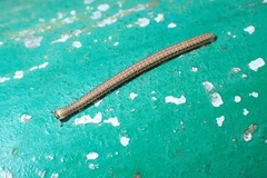 Cambalopsidae