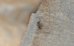 Megachile canariensis