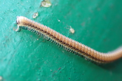 Cambalopsidae