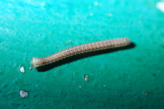 Cambalopsidae