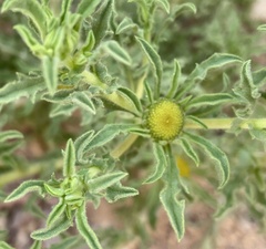 Asteriscus graveolens