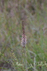 Amorpha herbacea herbacea