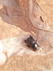 Dyscinetus morator