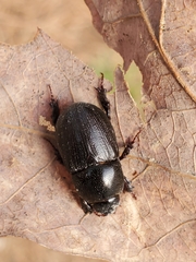 Dyscinetus morator