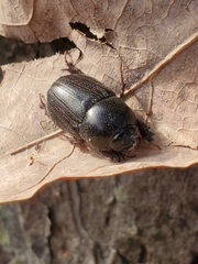 Dyscinetus morator