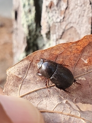 Dyscinetus morator