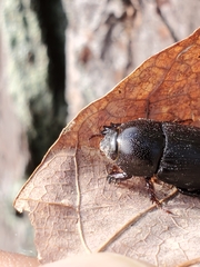 Dyscinetus morator