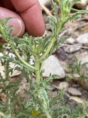 Asteriscus graveolens