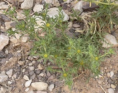 Asteriscus graveolens