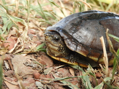 Kinosternon scorpioides scorpioides