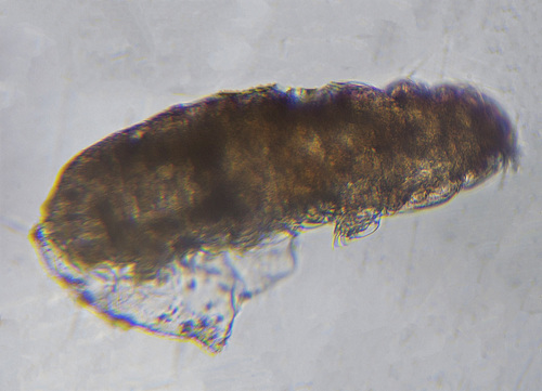 Coronarctidae image
