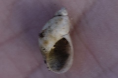 Succinea bermudensis