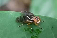 Scholastinae