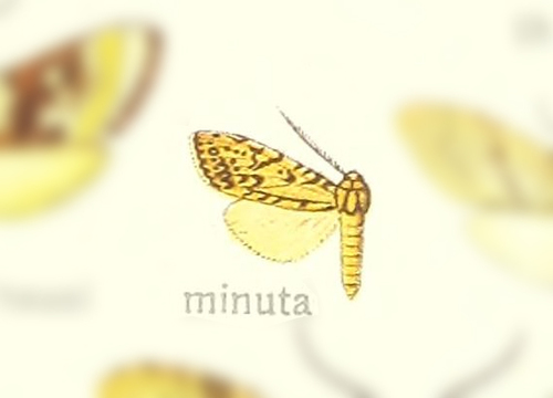 Nannodota minuta