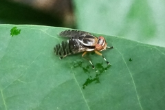 Scholastinae