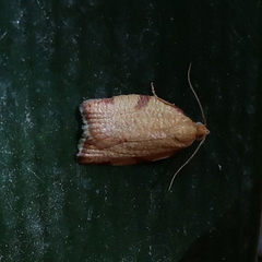 Clepsis siciliana