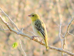 Ploceus velatus caurinus