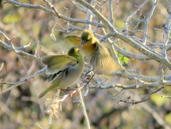 Ploceus velatus caurinus