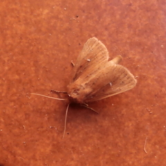 Lenisa geminipuncta