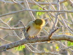Ploceus velatus caurinus