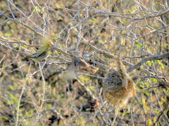 Ploceus velatus caurinus