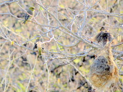Ploceus velatus caurinus