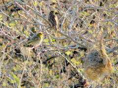Ploceus velatus caurinus