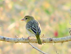 Ploceus velatus caurinus