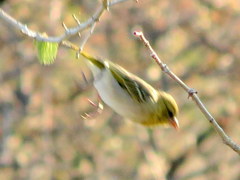 Ploceus velatus caurinus
