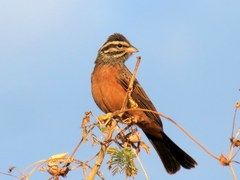 Emberiza tahapisi nivenorum