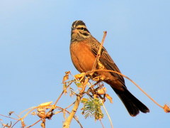 Emberiza tahapisi nivenorum