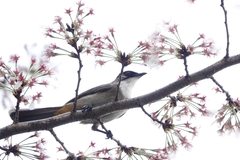 Pycnonotus xanthorrhous