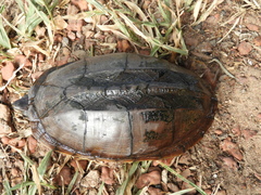 Kinosternon scorpioides scorpioides