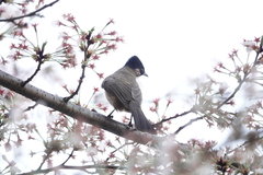 Pycnonotus xanthorrhous