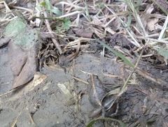 Pseudopaludicola pusilla