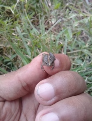 Pseudopaludicola pusilla