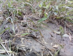 Pseudopaludicola pusilla