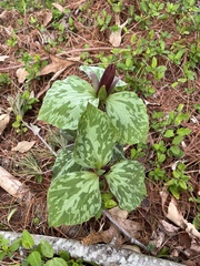 Trillium maculatum