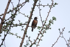 Turdus dissimilis