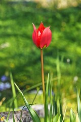 Tulipa