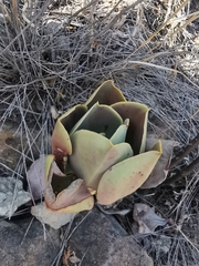Gibbiflorae