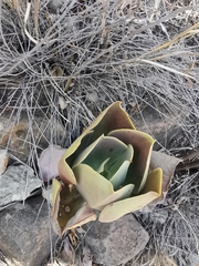 Gibbiflorae