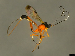 Leptobatopsis mesominiata