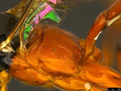 Leptobatopsis mesominiata