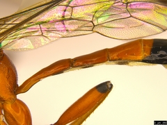 Leptobatopsis mesominiata