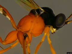 Leptobatopsis mesominiata