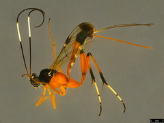 Leptobatopsis mesominiata