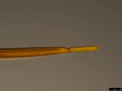 Leptobatopsis mesominiata