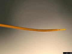 Leptobatopsis mesominiata